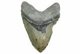 Huge, Fossil Megalodon Tooth - North Carolina #355703-1